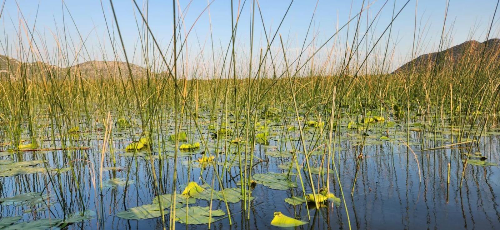 Lotus House Dodosi Vendégház Kültér fotó